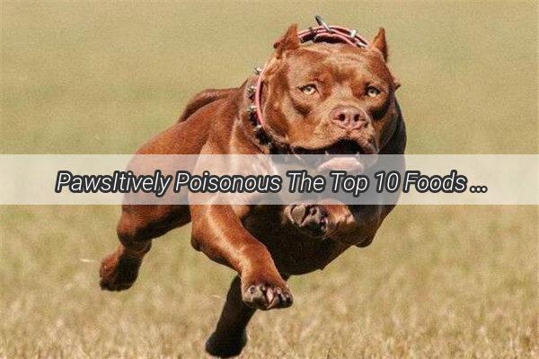 PawsItively Poisonous The Top 10 Foods Your Dog Should Never Eat